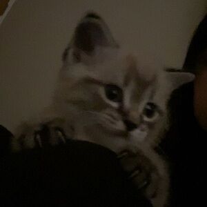 Meet your Posher, Isabella joyce